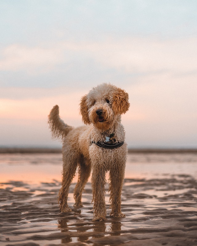 Essential Traits to Look For in Labradoodle Puppy